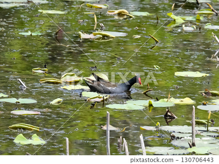 The common moorhen or waterhen (lat.- Gallinula chloropus) in the pond 130706443