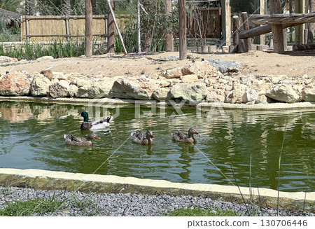 Mallard (lat. Anas platyrhynchos) male and ducks swimming in a pond Mallard (lat. Anas platyrhynchos) male and ducks swimming in a pond 130706446
