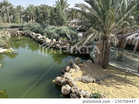 Nile crocodile in an enclosure at the zoo (lat. - Crocodylus niloticus) 130706447