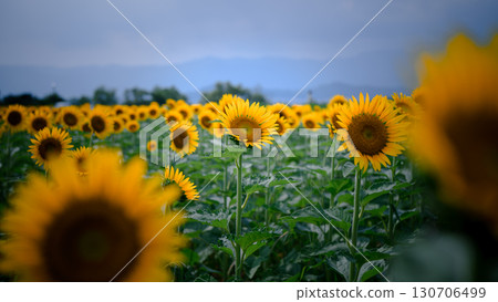 Sunflower field and sky Sunflower field and sky 130706499