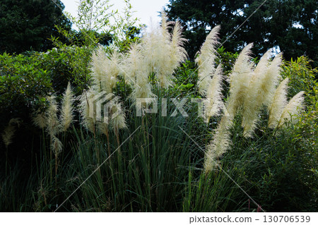 Pampasgrass 130706539