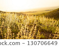 Golden grass glowing at sunset in the mountains, magical warm light 130706649