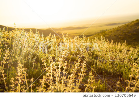 Golden grass glowing at sunset in the mountains, magical warm light Golden grass glowing at sunset in the mountains, magical warm light 130706649