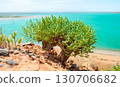 Green desert plant grows on a rock above a turquoise lake 130706682
