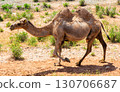 Two-humped camel stands in a dry steppe landscape 130706687
