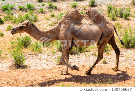 Two-humped camel stands in a dry steppe landscape Two-humped camel stands in a dry steppe landscape 130706687