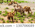 A herd of camels grazes by the shore in a dry steppe landscape 130706689