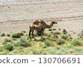 Two-humped camel stands in a dry steppe landscape 130706691