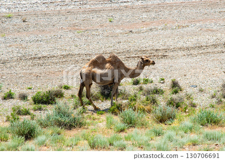Two-humped camel stands in a dry steppe landscape Two-humped camel stands in a dry steppe landscape 130706691