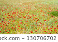 Field of scarlet poppies in the steppe under the summer sun 130706702