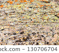 Stone covered with colorful lichens orange and green, in the mountains of Kazakhstan 130706704
