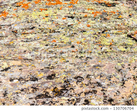 Stone covered with colorful lichens orange and green, in the mountains of Kazakhstan 130706704