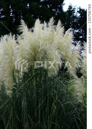 Pampasgrass Pampasgrass 130706760