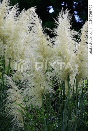 Pampasgrass Pampasgrass 130706762