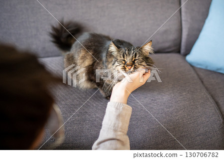 Adorable cat blissfully enjoying face scratching in owner hands. Feline deep relaxation and trust Adorable cat blissfully enjoying face scratching in owner hands. Feline deep relaxation and trust 130706782