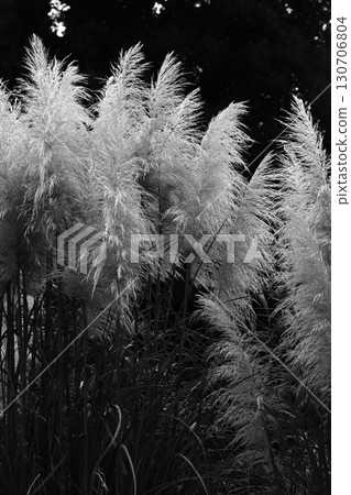 Pampas Grass Monochrome 130706804
