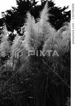 Pampas Grass Monochrome 130706806