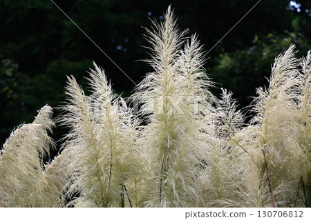Pampasgrass Pampasgrass 130706812