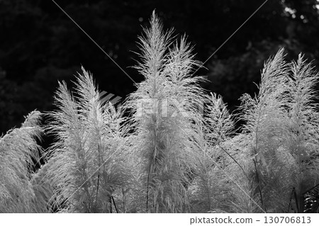 Pampas Grass Monochrome Pampas Grass Monochrome 130706813