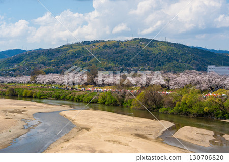 Spectacular view of the 1.4km cherry blossom-lined street in the Sewaritei area of Yodogawa River Park in spring. Yawata City, Kyoto Prefecture, Japan Spectacular view of the 1.4km cherry blossom-lined street in the Sewaritei area of Yodogawa River Park in spring. Yawata City, Kyoto Prefecture, Japan 130706820