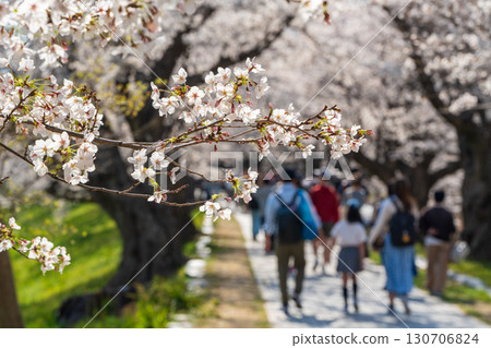 盛開的櫻花形成了一條壯觀的櫻花隧道，人們在下面行走。日本京都府八幡市 130706824