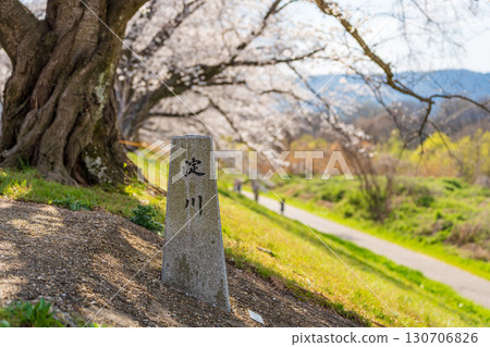 Stone monument inscribed with the name of the Yodo River and cherry blossoms on the Sewari embankment Stone monument inscribed with the name of the Yodo River and cherry blossoms on the Sewari embankment 130706826