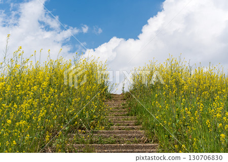 Old stone steps leading up to the blue sky, surrounded by yellow rape blossoms Old stone steps leading up to the blue sky, surrounded by yellow rape blossoms 130706830