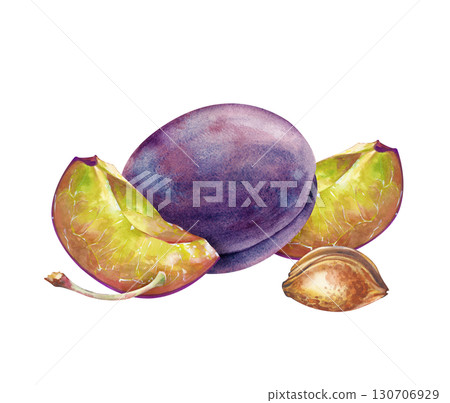 A hand-drawn composition with a whole and pieces of plums, a stone and a branch. The watercolor illustration is isolated on a white background. A botanical template with ripe plums for culinary or 130706929