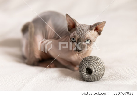 Purebred pedigree hairless domestic pet, kitten of Sphynx breed 130707035