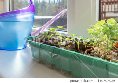 Young seedlings in peat pots with watering can on windowsill in morning sun. Natural blurred background, selective focus Young seedlings in peat pots with watering can on windowsill in morning sun. Natural blurred background, selective focus 130707086