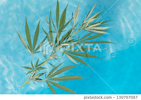 Green branch cannabis with five fingers leaves on blue water surface of pool, top view. Marijuana for legalization medical hemp. Natural organic product. High quality photo Green branch cannabis with five fingers leaves on blue water surface of pool, top view. Marijuana for legalization medical hemp. Natural organic product. High quality photo 130707087