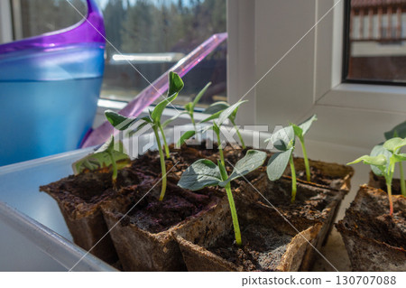 Young seedlings in peat pots with watering can on windowsill in morning sun. Natural blurred background, selective focus 130707088