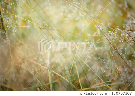 Dry spikelets of grass with dew drops and sun rays on natural blurry background. Beautiful natural landscape in autumn outdoors. Fog with tender bokeh. Close-up, copy space. High quality photo Dry spikelets of grass with dew drops and sun rays on natural blurry background. Beautiful natural landscape in autumn outdoors. Fog with tender bokeh. Close-up, copy space. High quality photo 130707108