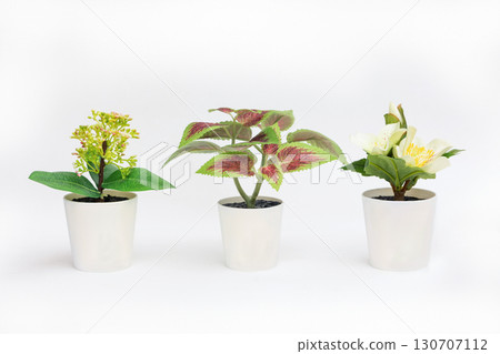 Natural green plants and flowers, Fejka, Round-leaved pellet, Thyme in white flower pots isolated on white background. High quality photo Natural green plants and flowers, Fejka, Round-leaved pellet, Thyme in white flower pots isolated on white background. High quality photo 130707112