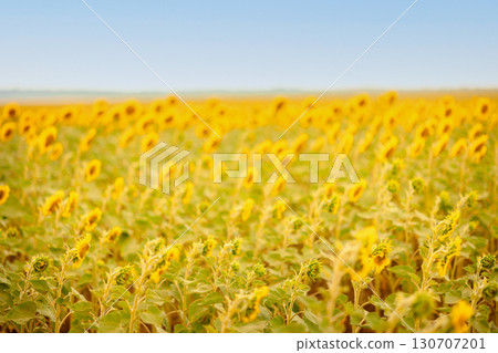Panoramic view of field of golden yellow sunflowers on sunny summer day. Concept of agriculture and agronomy. Selective focus. High quality photo Panoramic view of field of golden yellow sunflowers on sunny summer day. Concept of agriculture and agronomy. Selective focus. High quality photo 130707201