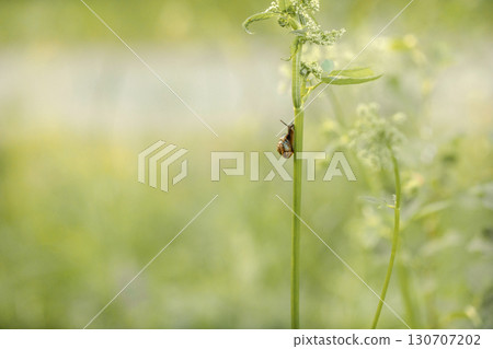 Beautiful garden snail crawling up stalk of plant on blurry background of summer landscape of grass. High quality photo 130707202