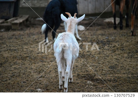 Beautiful goats on the farm. Concept for animals and agriculture. Beautiful goats on the farm. Concept for animals and agriculture. 130707529