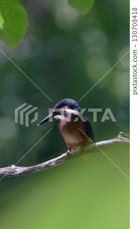 翠鳥夏天的陽光 130708418