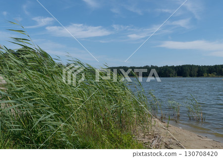 Lakeside Scene with Reeds Swaying in the Wind 130708420