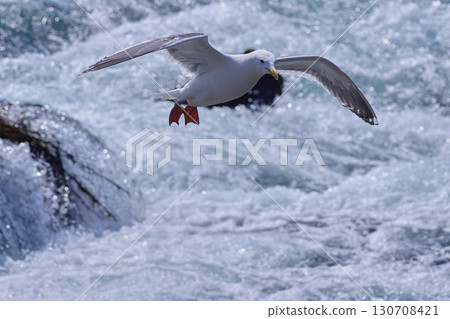 白海鷗 白海鷗 130708421
