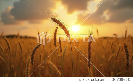 Golden Wheat Field Under Beautiful Sunset Sky Golden Wheat Field Under Beautiful Sunset Sky 130708698