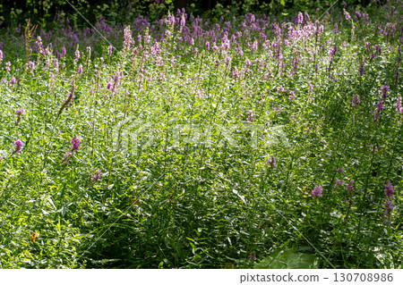 Flower Bud Lythrum salicaria plant Flower Bud Lythrum salicaria plant 130708986