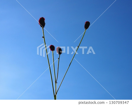 藍天下的天垣（20250906155951） 130709347