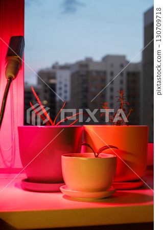 Indoor plants under red grow light with city buildings in background. 130709718