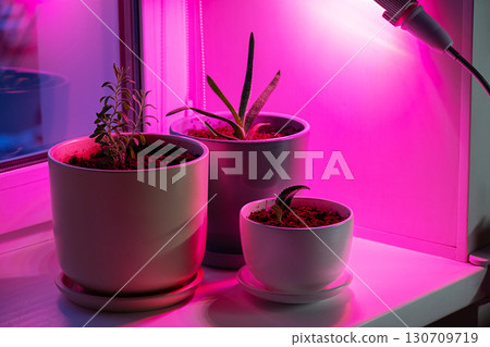 Three potted plants under purple grow light on windowsill in home. 130709719