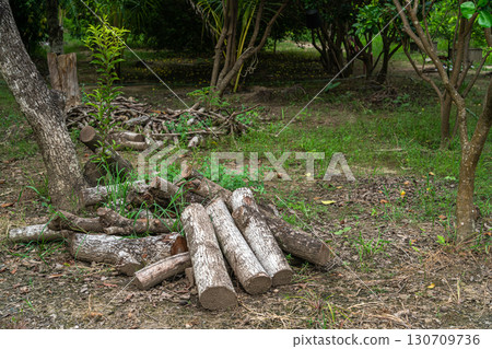 log with a pile of chopped wood use in fire place at home stored on forest woods green biomass energy in the forest. log with a pile of chopped wood use in fire place at home stored on forest woods green biomass energy in the forest. 130709736