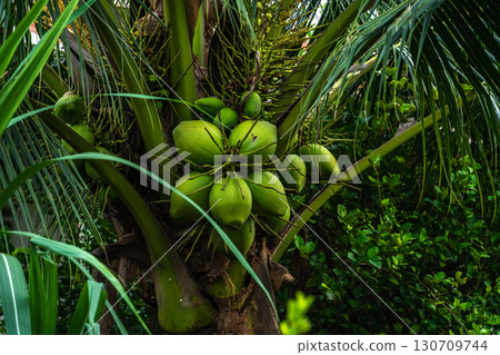 Close-up of The green ripe coconut fruit on the coconut tree of the palm tree as a fresh young coconut in the backyard in Thailand Close-up of The green ripe coconut fruit on the coconut tree of the palm tree as a fresh young coconut in the backyard in Thailand 130709744