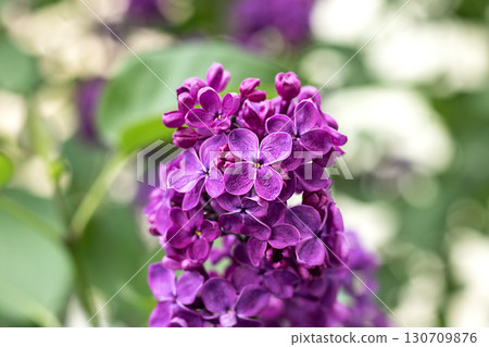 Purple lilac blossoms with a soft green and white bokeh background 130709876