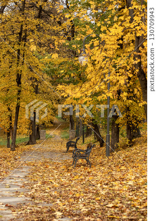 Peaceful park path covered in golden autumn leaves with empty benches and trees 130709943