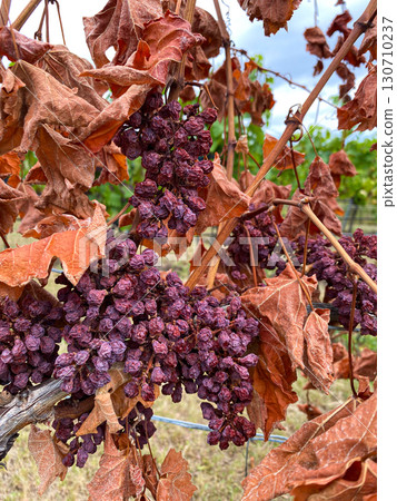 Withered Dried Grape Vine, Bad Care or Damaged by Disease. 130710237